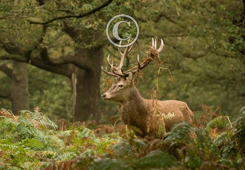Red  Deer Stag 4 DM0125